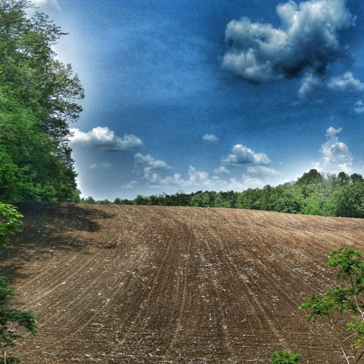 5x5 Card * Field