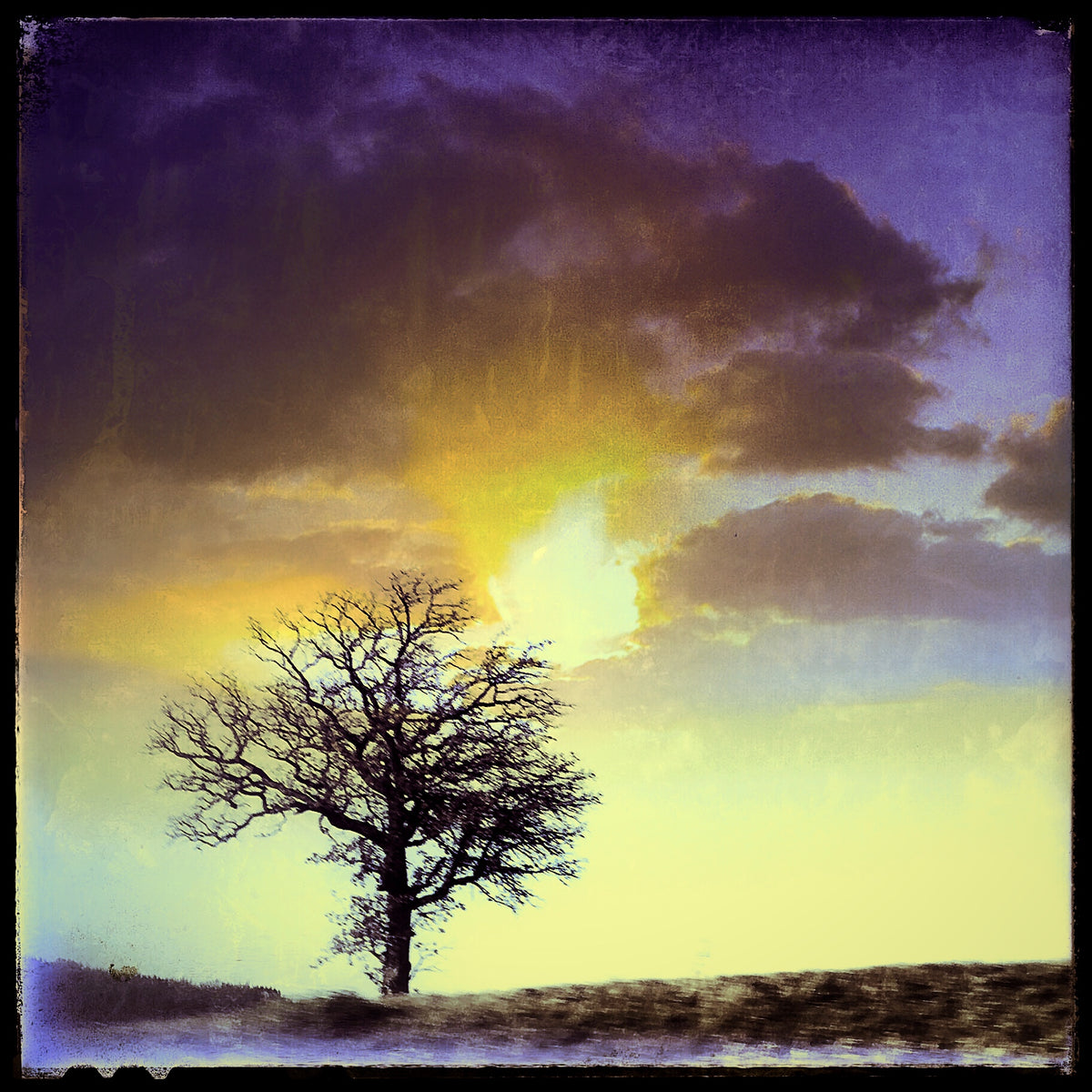 5x5 * PurpleTree