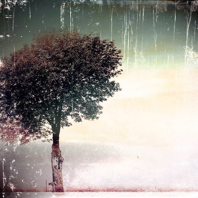 5x5 TheTree